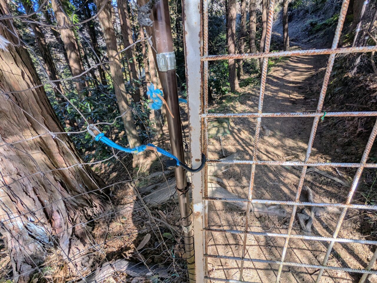 大野山（谷峨駅から大野山山頂）