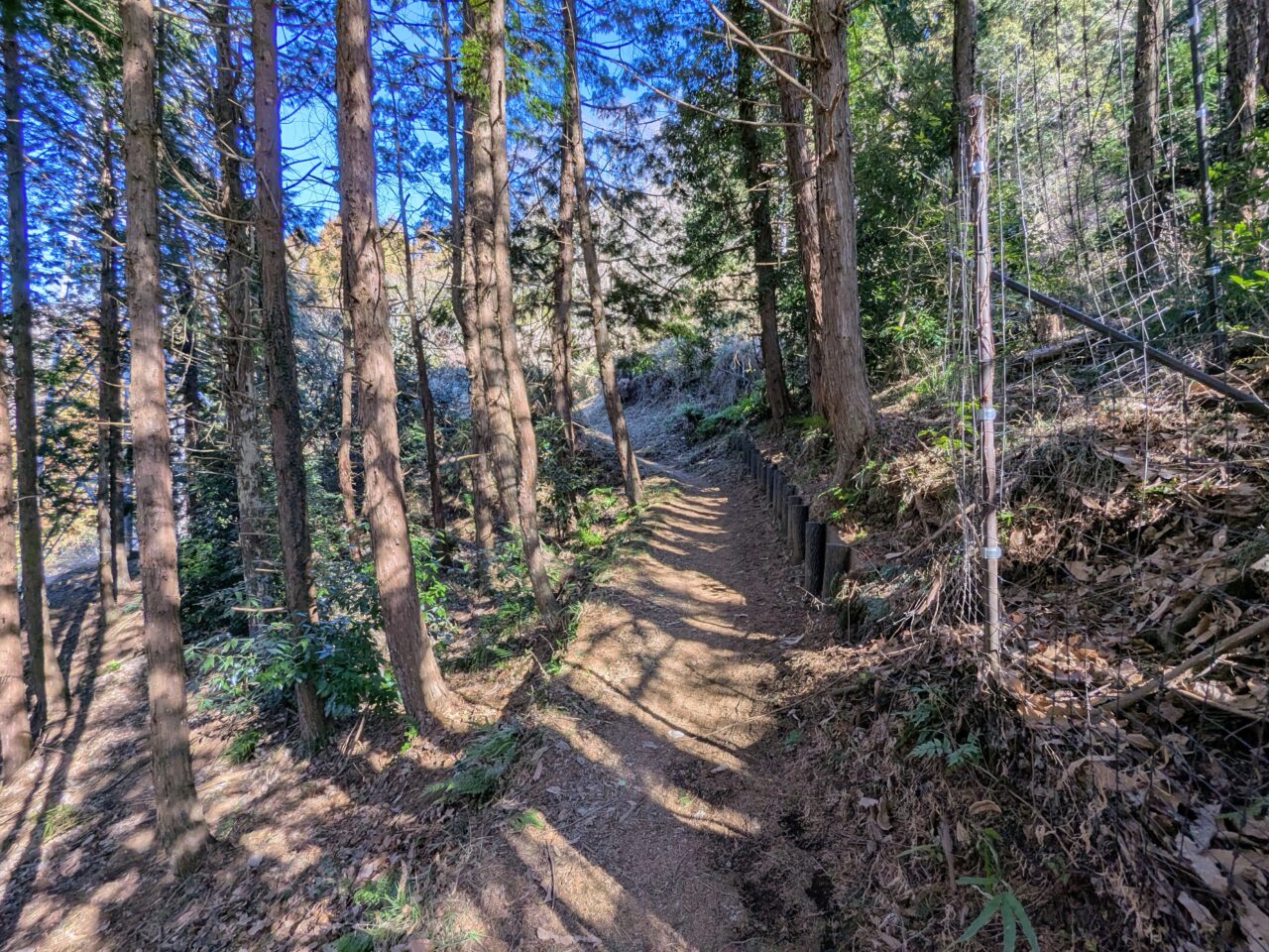大野山（谷峨駅から大野山山頂）
