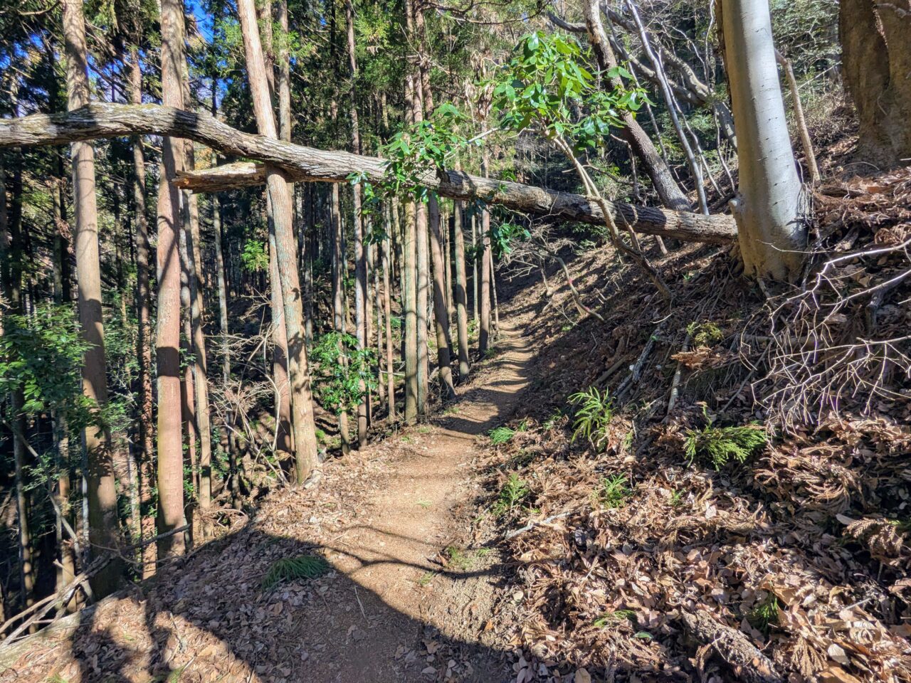 大野山（谷峨駅から大野山山頂）