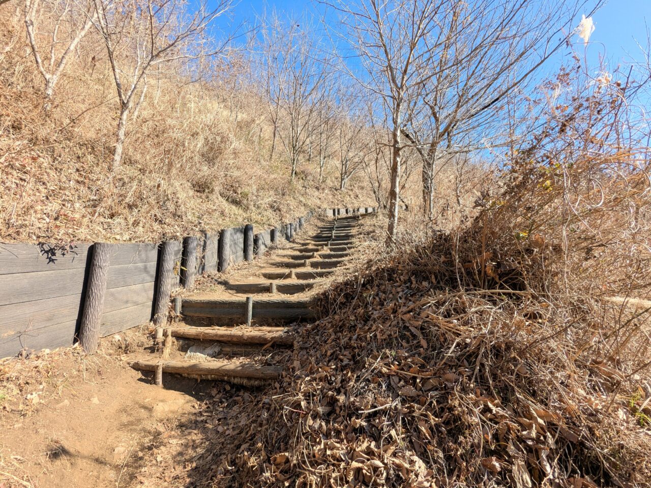 大野山（谷峨駅から大野山山頂）