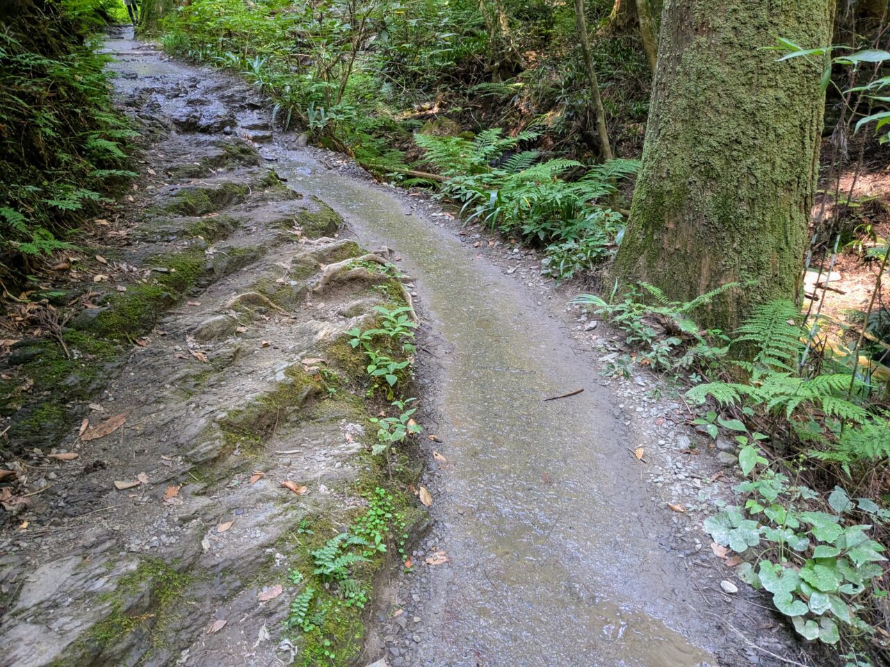 高尾山(6号路)