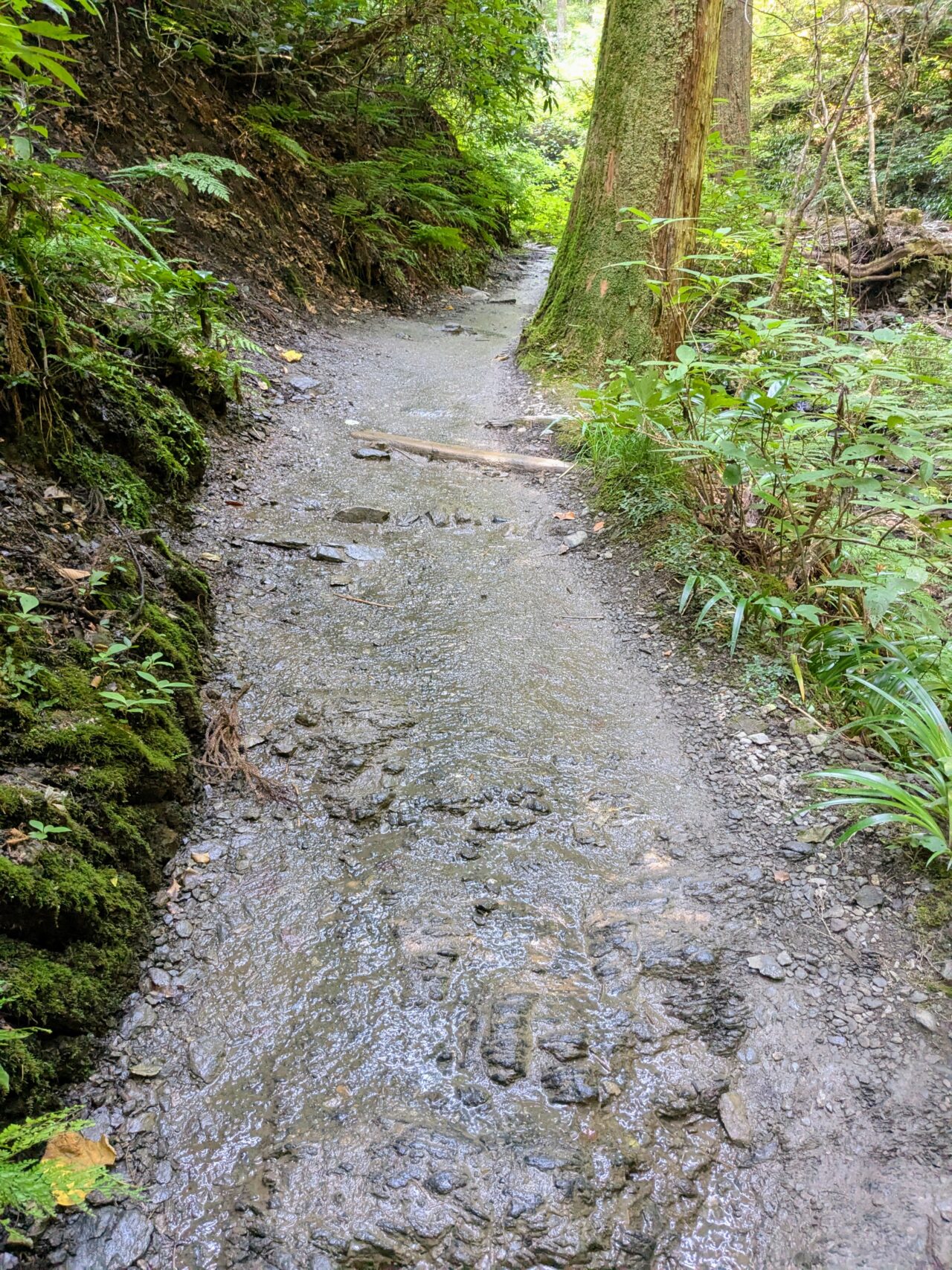 高尾山(6号路)