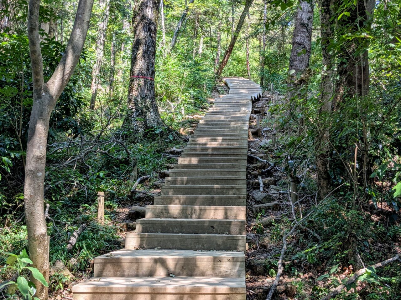高尾山(6号路)