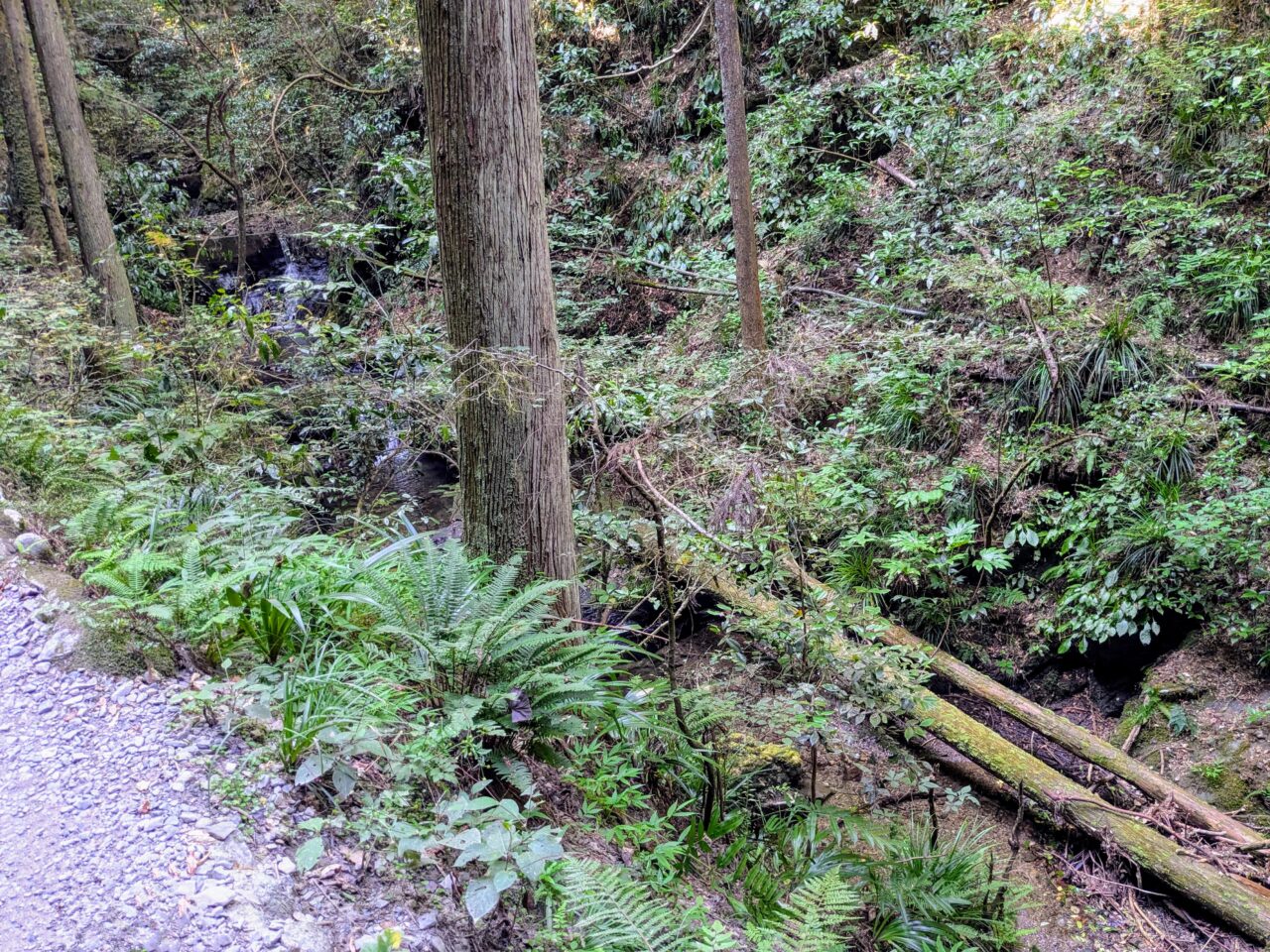 高尾山(6号路)