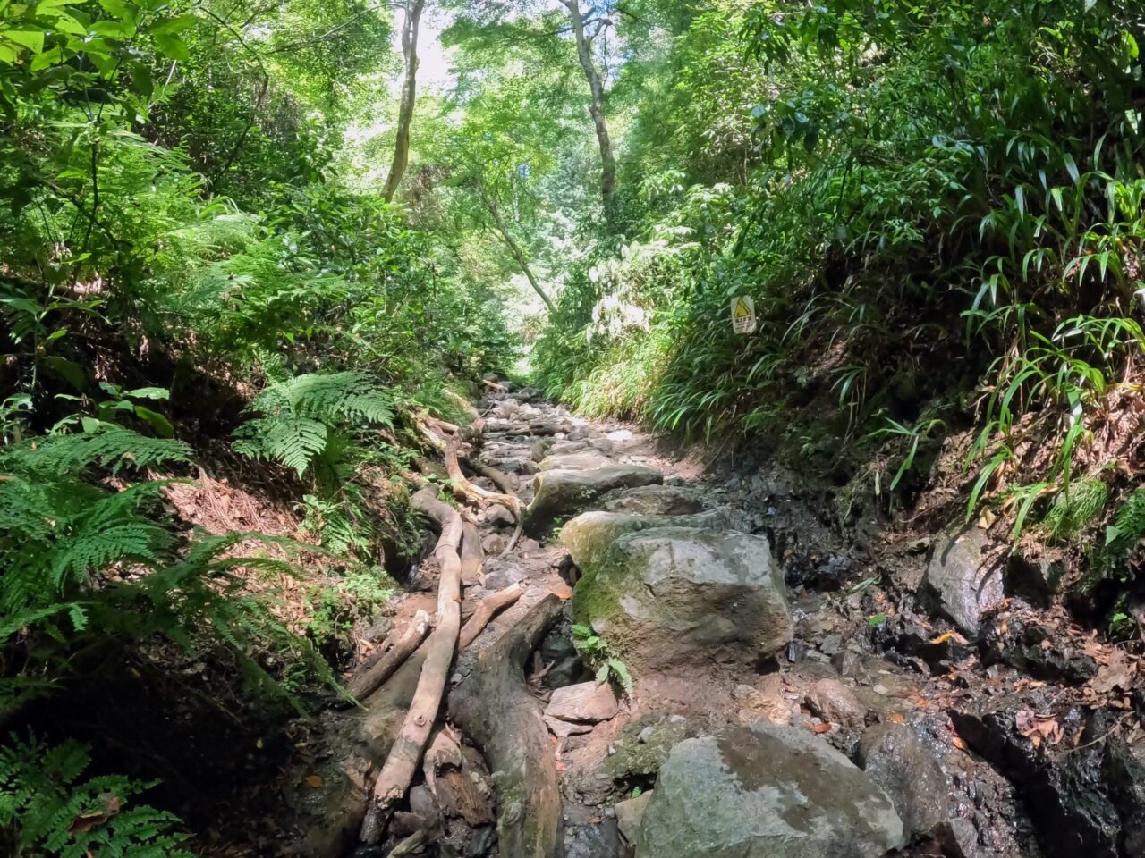 高尾山(6号路)