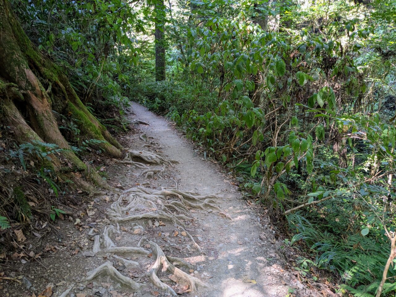 高尾山(6号路)