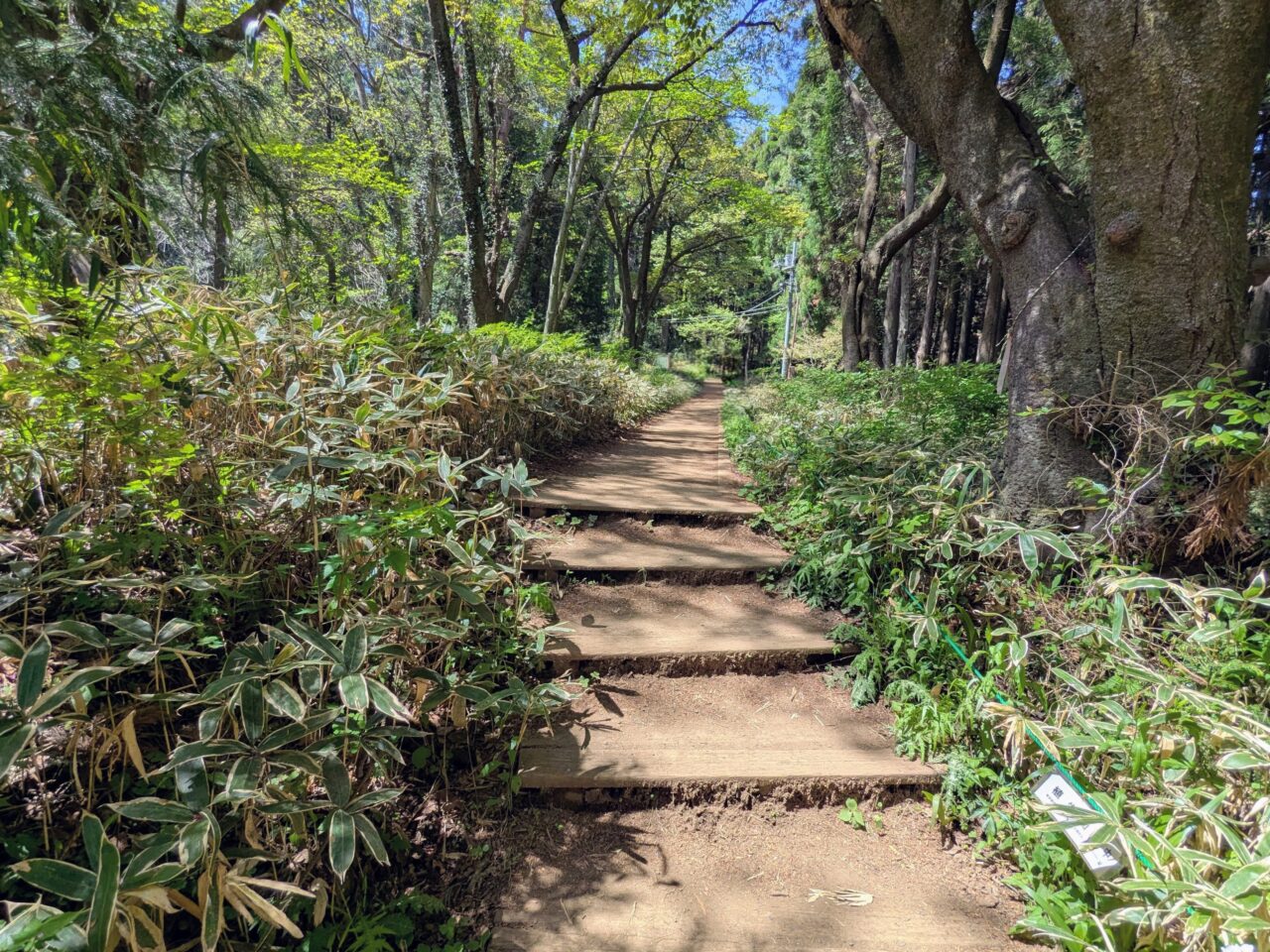 高尾山（高尾山山頂から小仏城山）