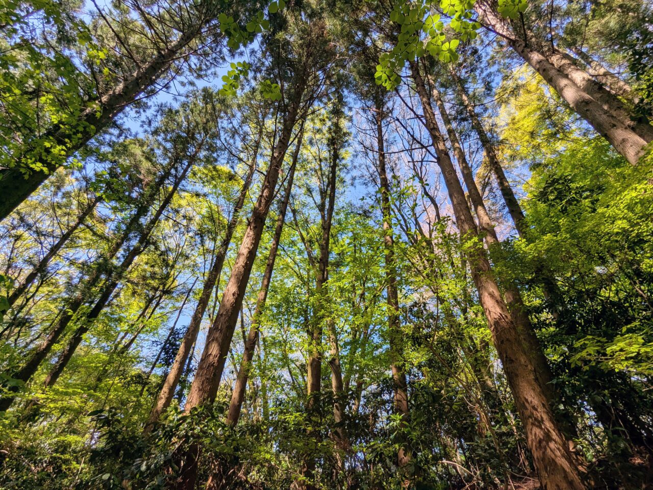 高尾山（小仏城山山頂から小仏バス停）