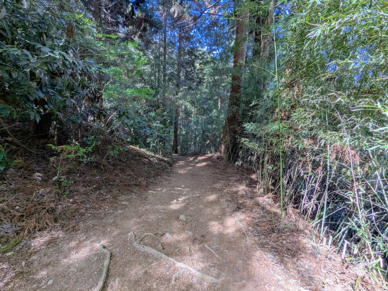 高尾山（小仏城山山頂から小仏バス停）
